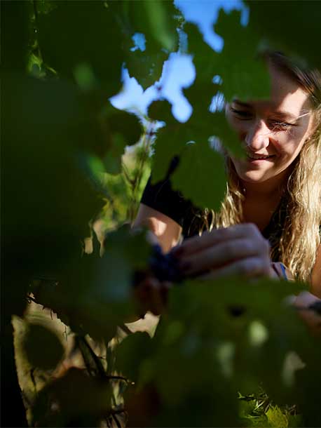 Sydney Royal Wine Scholarships