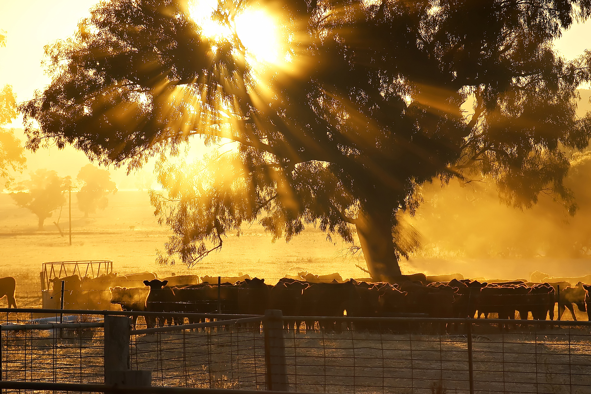 Cattle gathered under a large tree at sunset, golden light streaming through branches.