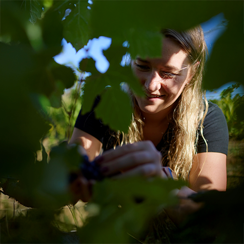 Sydney Royal Wine Scholarships