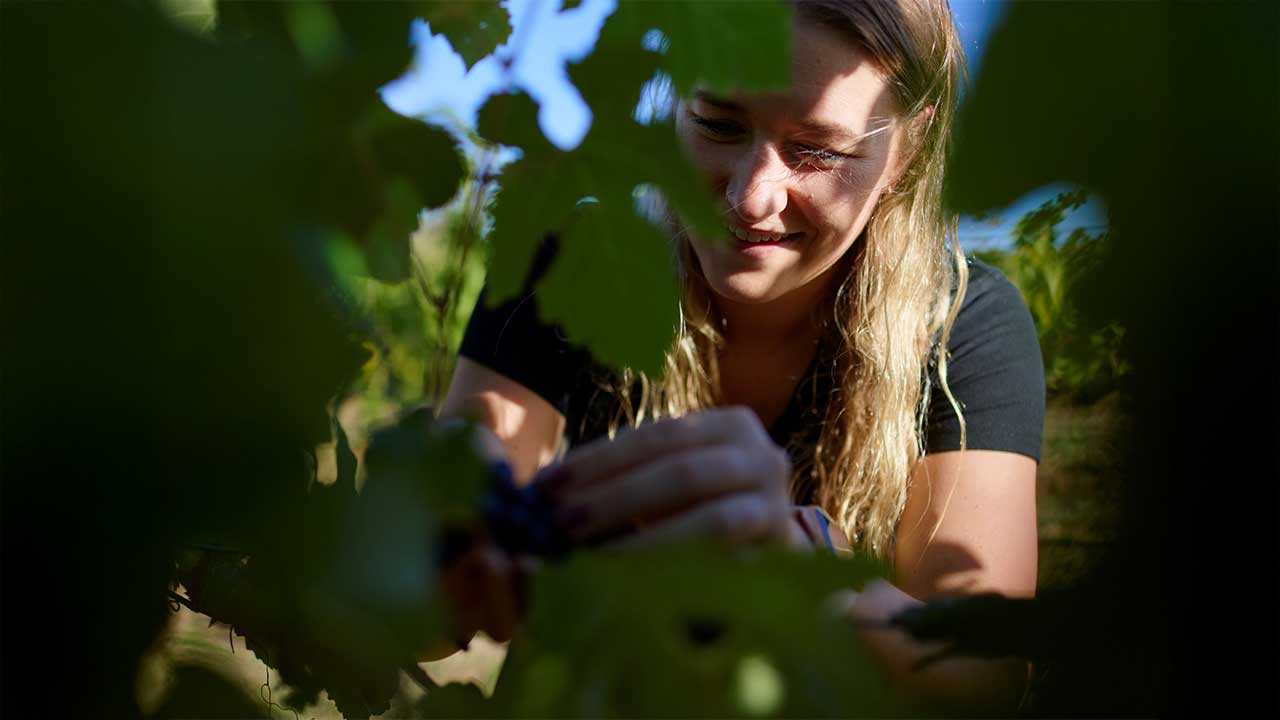 Sydney Royal Wine Scholarships 2026 | RASNSW
