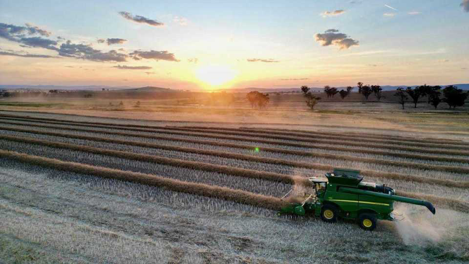 Green harvester operating in a wide paddock at sunset, cutting through rows of crops.