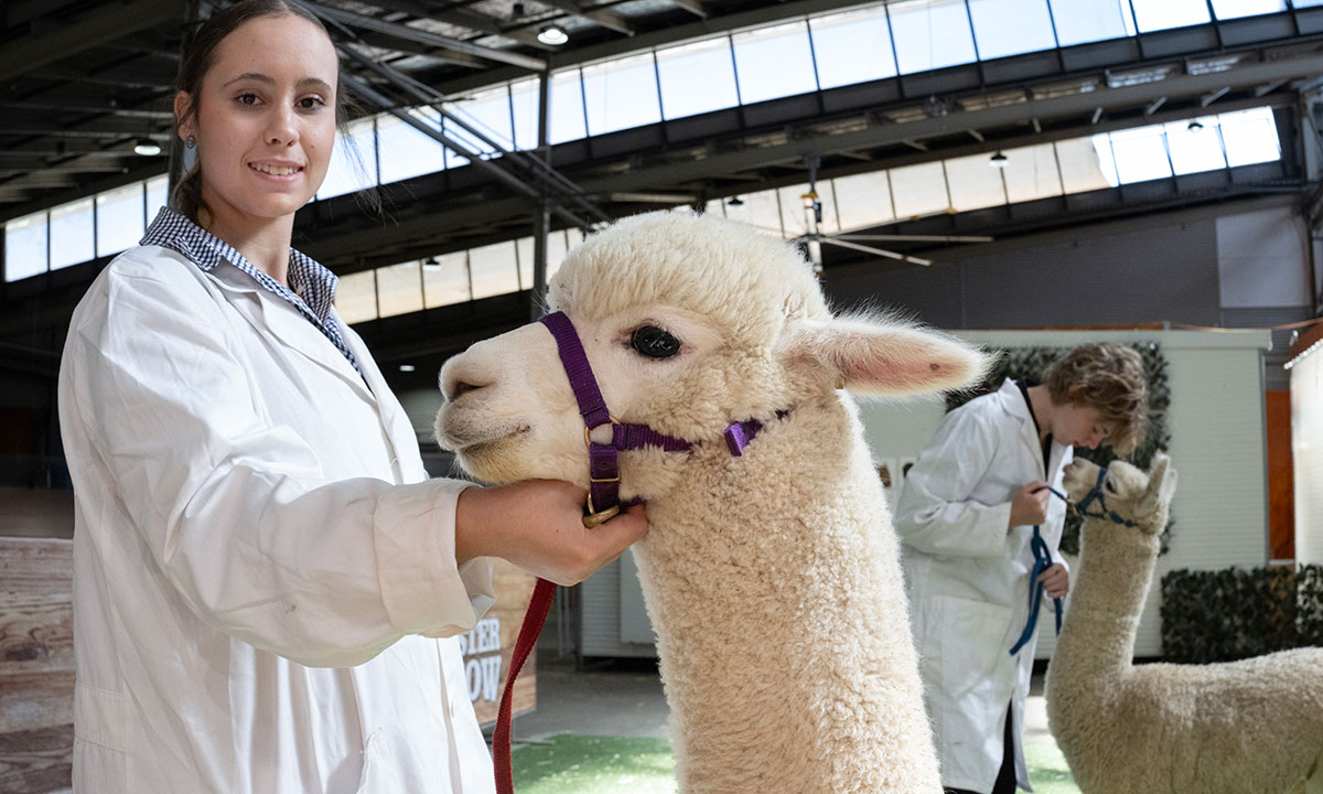 Alpaca being held by handler in white coat at indoor show at the Sydney Royal Alpaca Show.