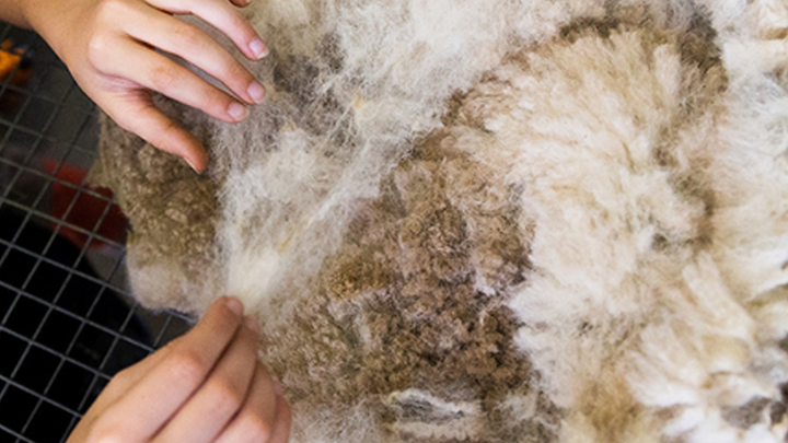 Hands examining soft brown and white alpaca fleece for the Sydney Royal Alpaca & Fleece Competition.