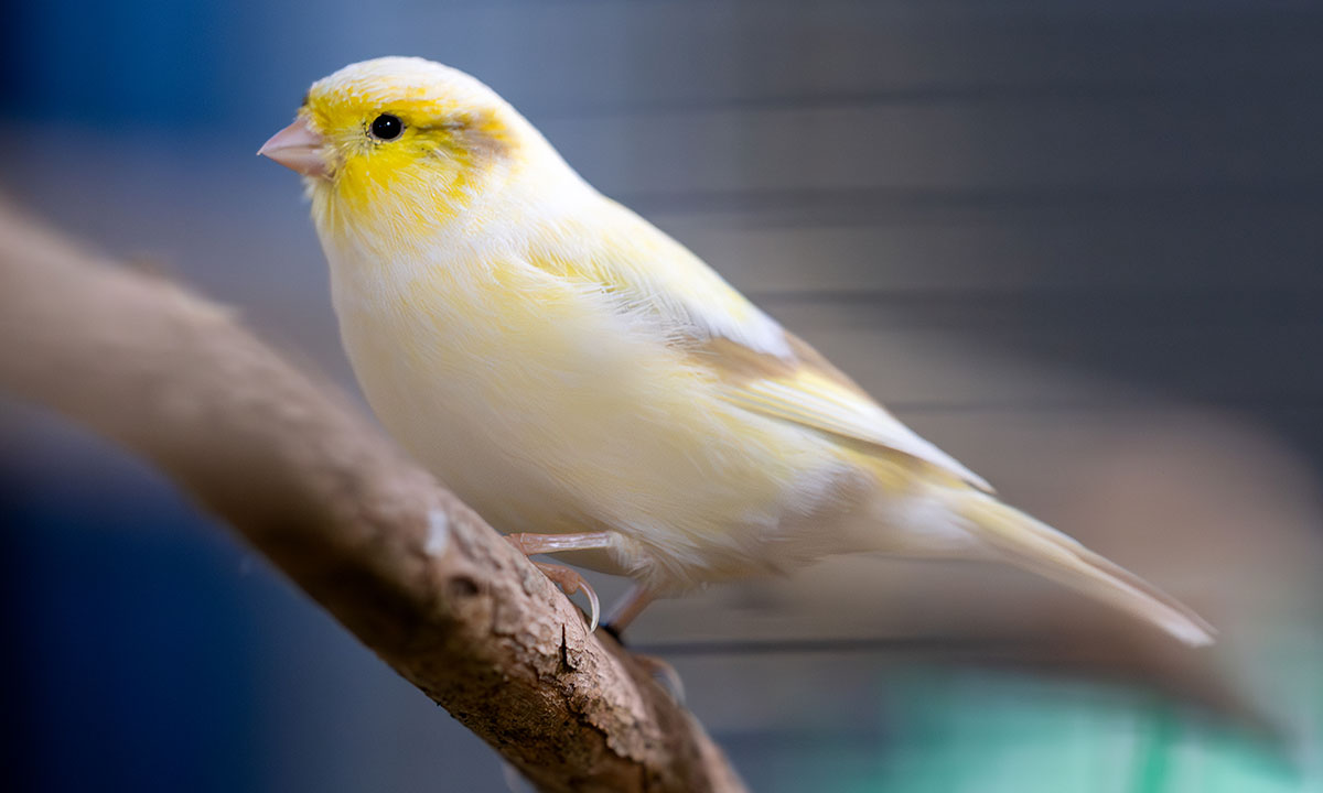 A domestic canary with yellow white feathers perched on a branch inside an enclosure at the Sydney Royal Aviary Show.