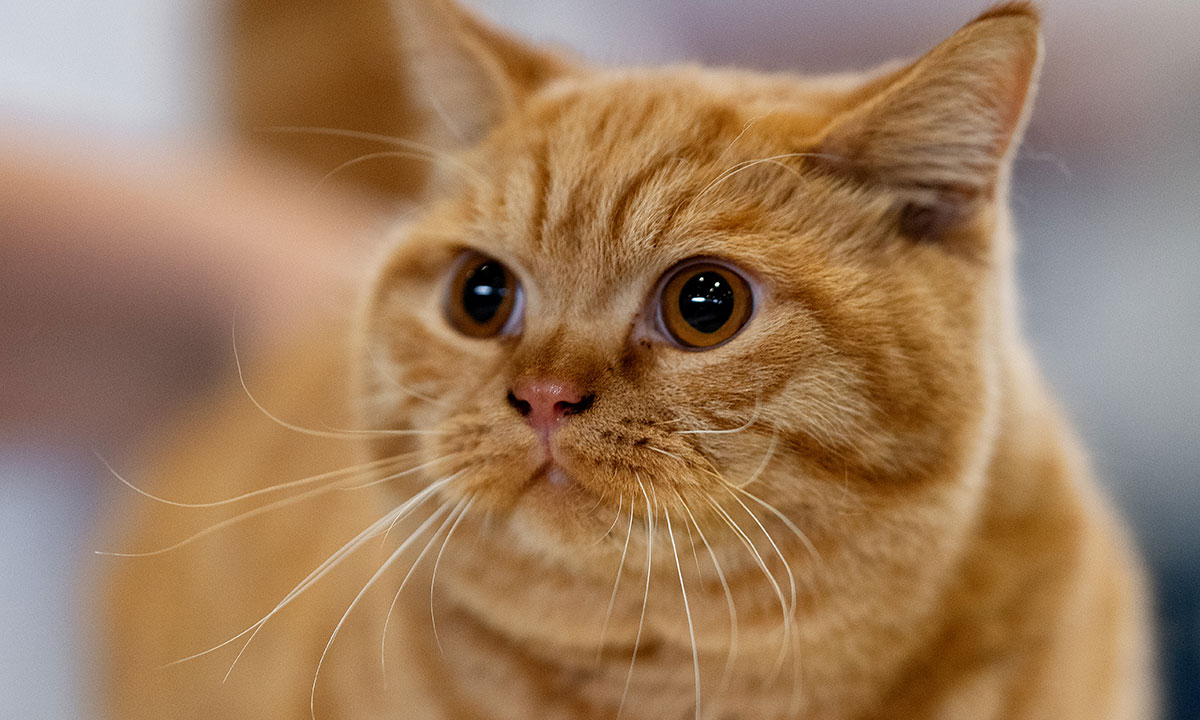 A orange tabby cat, staring wide-eyed with brown eyes at the Sydney Royal Cat Show.