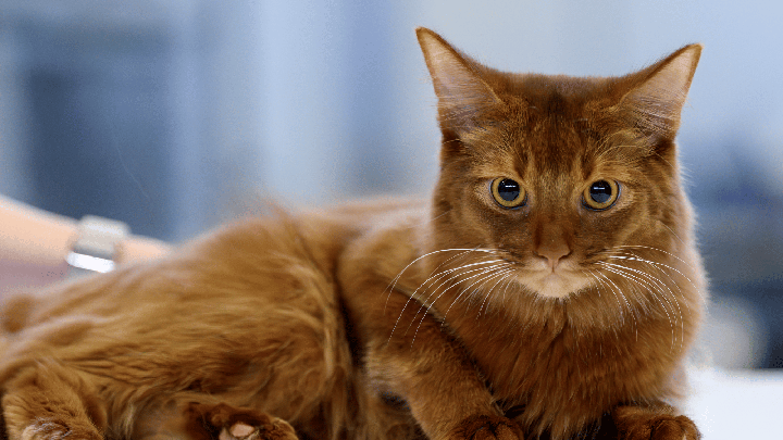 A long-haired ginger cat with bright eyes resting on a surface in the Sydney Royal Cat Show at the Sydney Royal Easter Show.