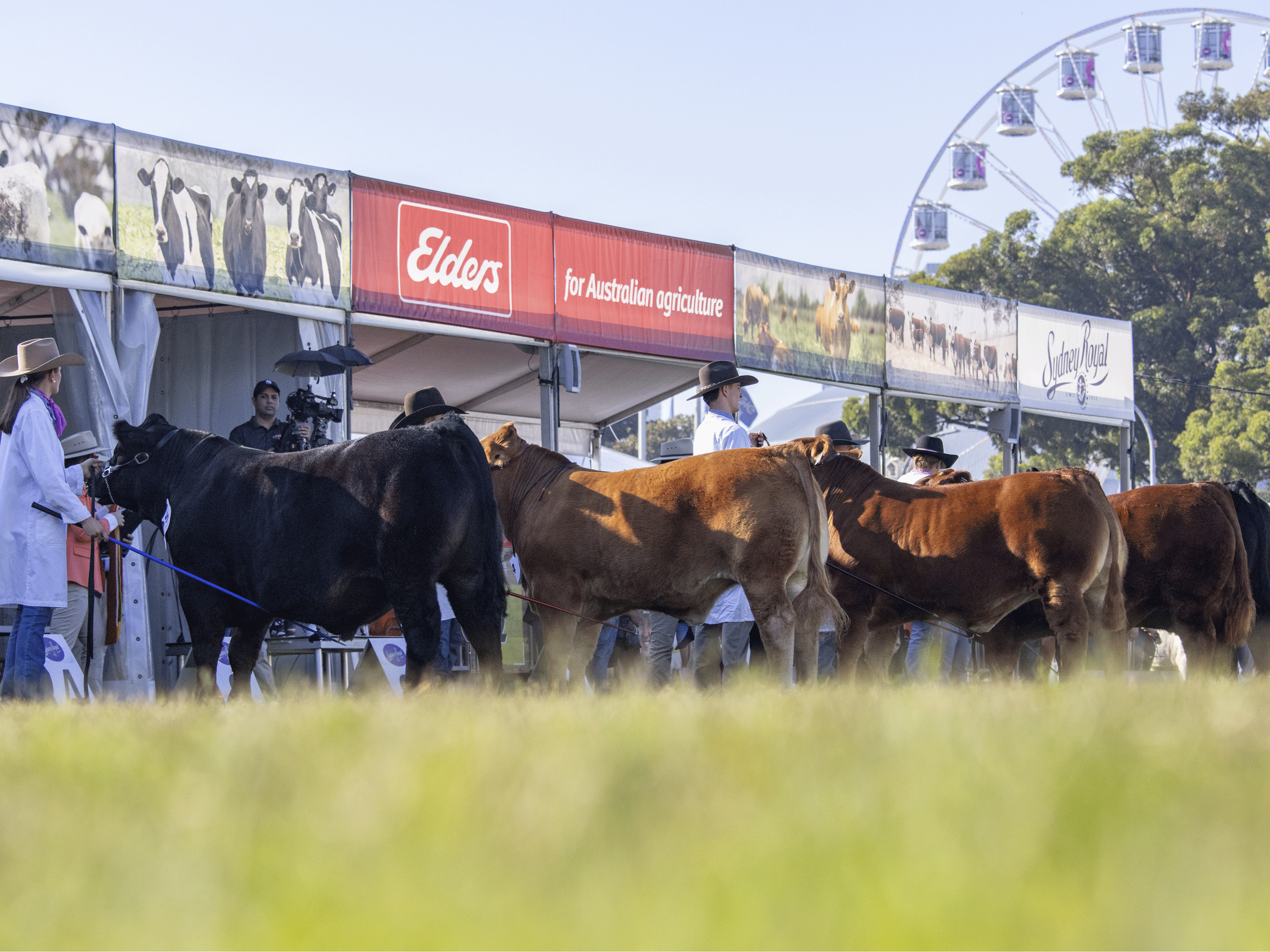 Farmers and handlers presenting cattle in front of Sydney Royal stalls at the Sydney Royal Cattle Competition.