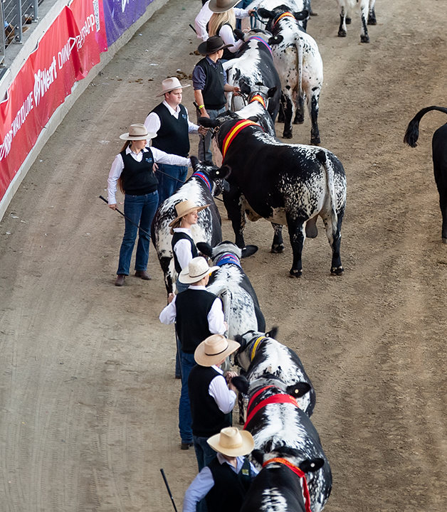 Paraders Competition