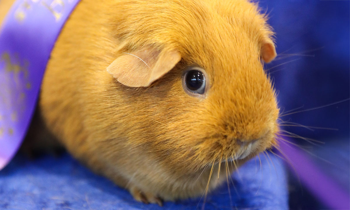 A golden brown guinea pig posing with a purple champion at the Sydney Royal Cavy Show.