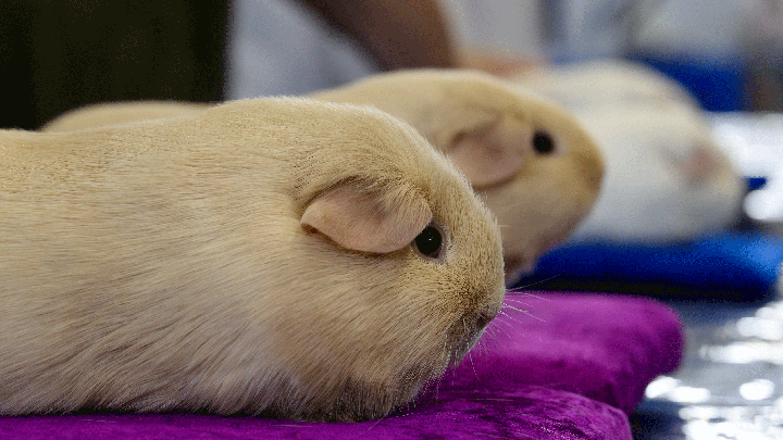 Cream-coloured guinea pigs on purple and blue mats facing right in the Sydney Royal Cavy (Guinea Pig) Show.
