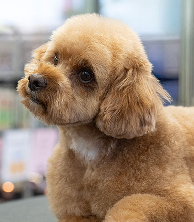 Dogs NSW Canine Grooming Championship Show