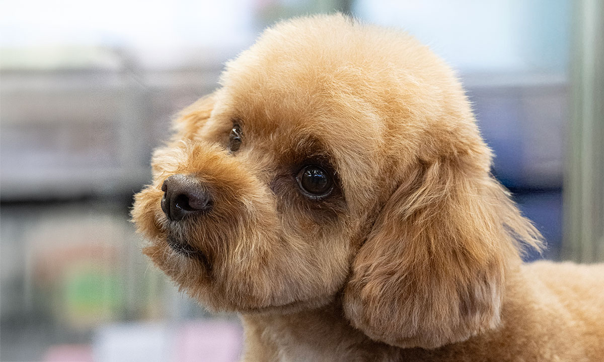 Dogs NSW Canine Grooming Championship Show