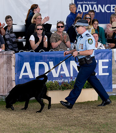 Canine Hero Awards
