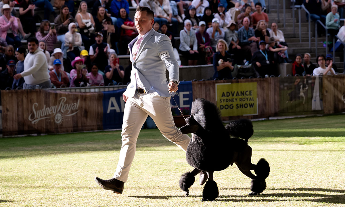 Dog exhibitor James Bennett running with Anton, a black poodle, across the Dog Judging Lawn at the ADVANCE Sydney Royal Dog Show.