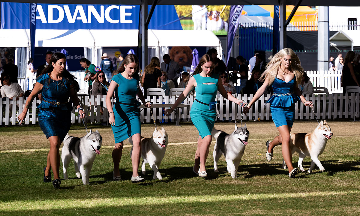 Sydney Royal Dog Show | Sydney FCI International