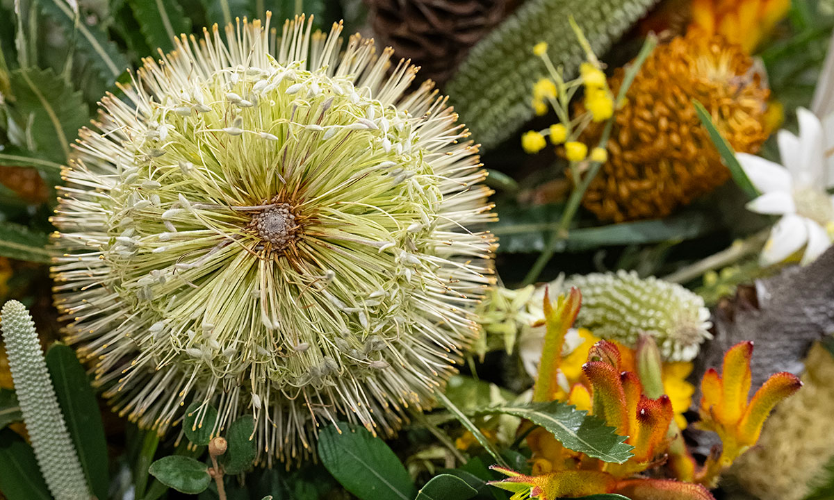 Close-up of native flower arrangement with banksia and other Australian plants at the Sydney Royal Flower & Garden Show.