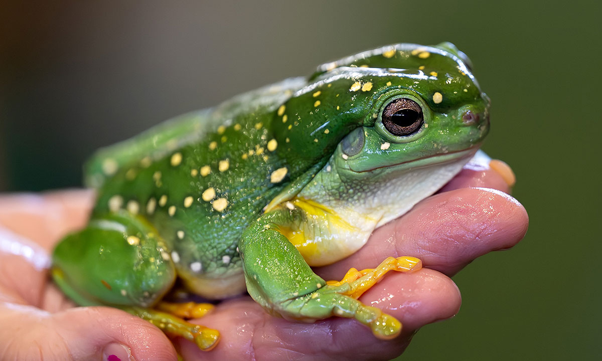 A magnificent tree frog with emerald skin and bright yellow spots laid on a bare hand at the Sydney Royal Frog and Reptile Show.