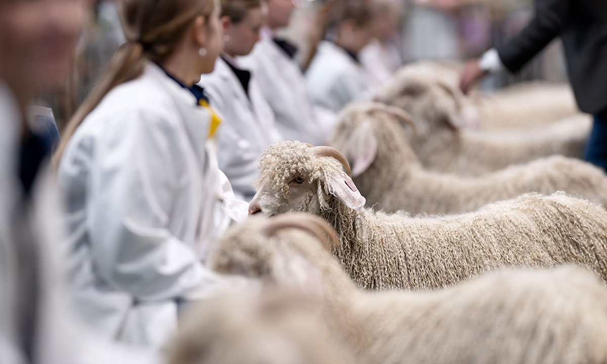 School Angora Wether Competition