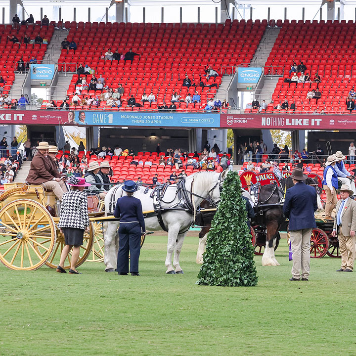 A herd of horses leading carriages, lined up with their handlers at ENGIE Stadium for the Sydney Royal Horse Show.
