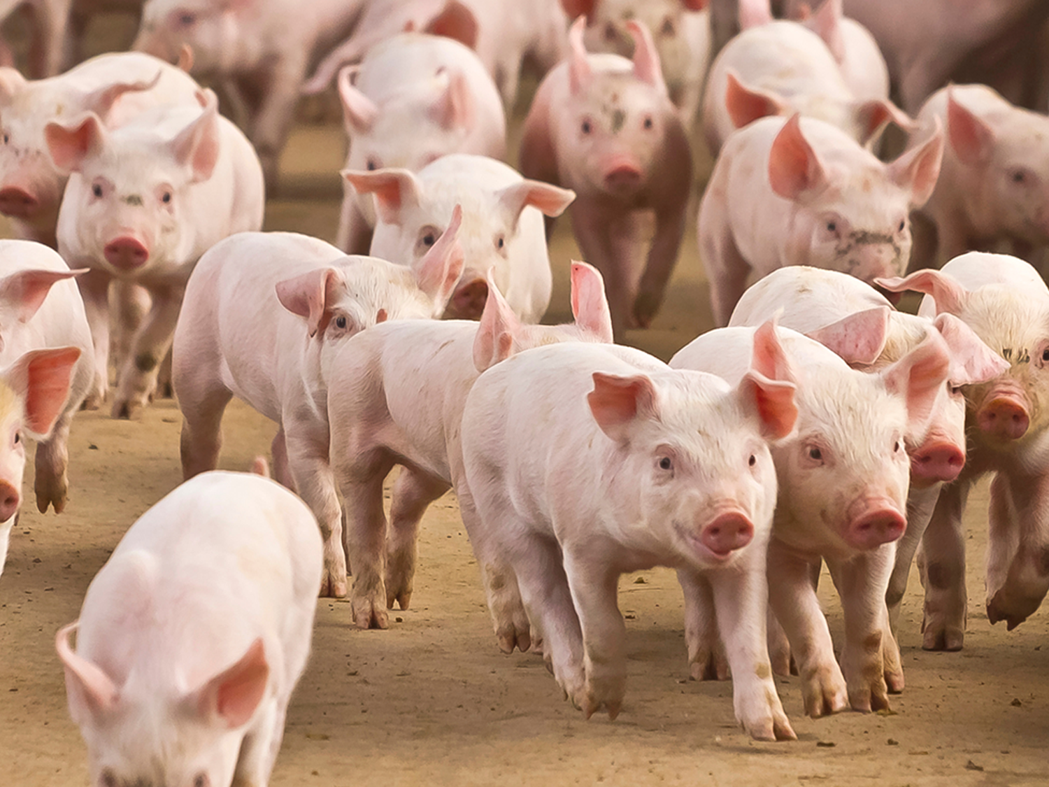 Herd of piglets running together on a dirt path for the Sydney Royal Pig Show.