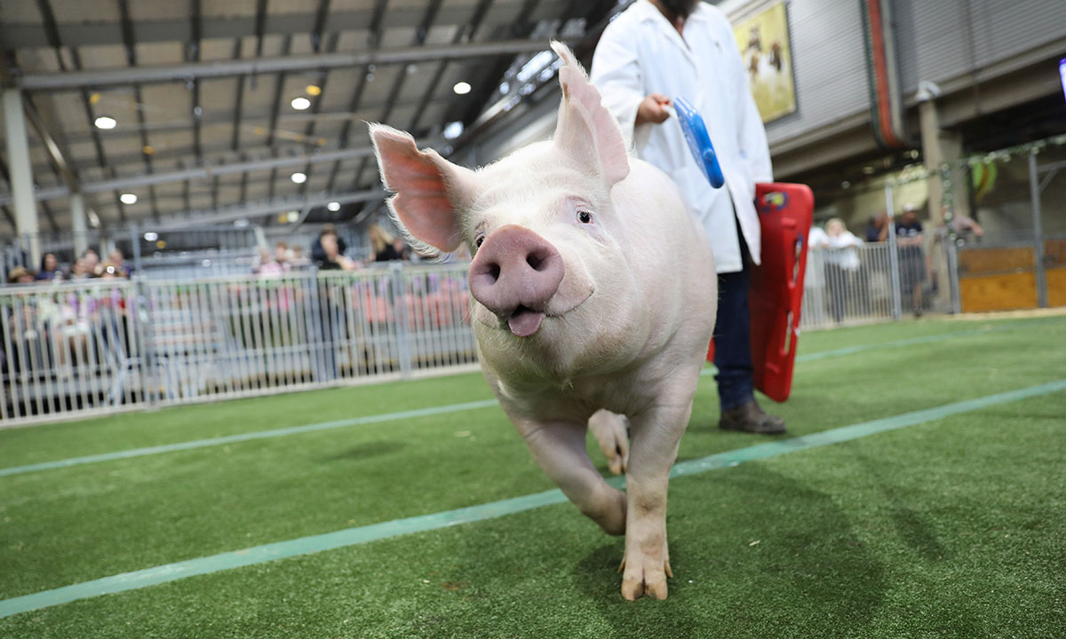 Pig being presented at the Sydney Royal Easter Show