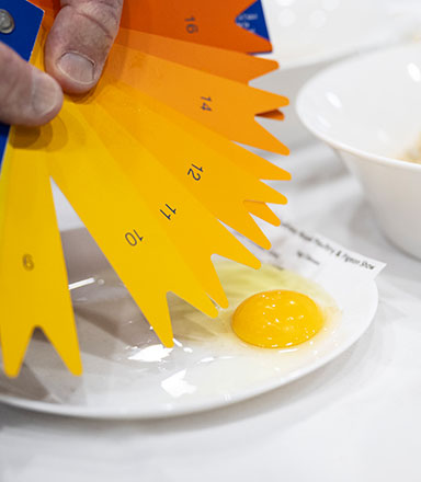 Egg Competition