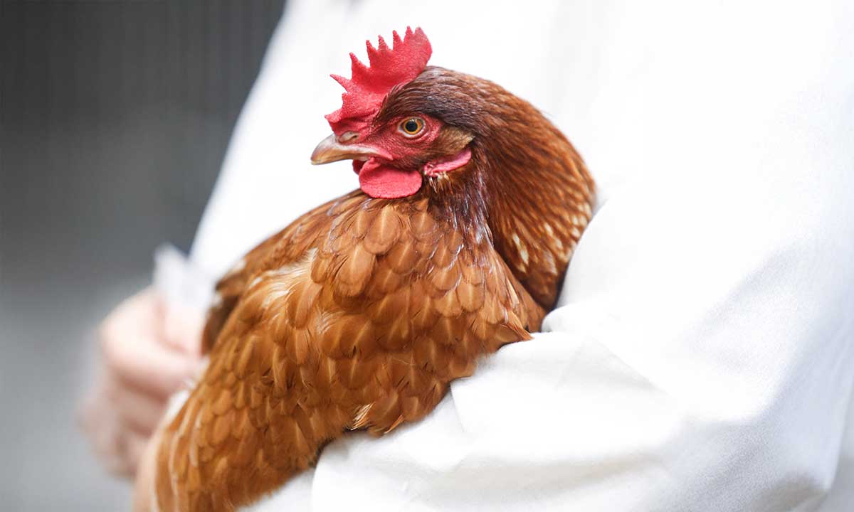 School Egg Laying Competition