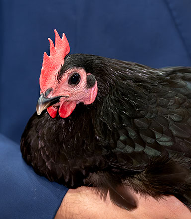 Purebred Poultry Auction and General Sale