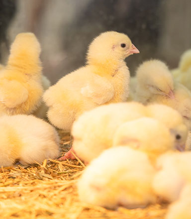 School Egg Laying Competition