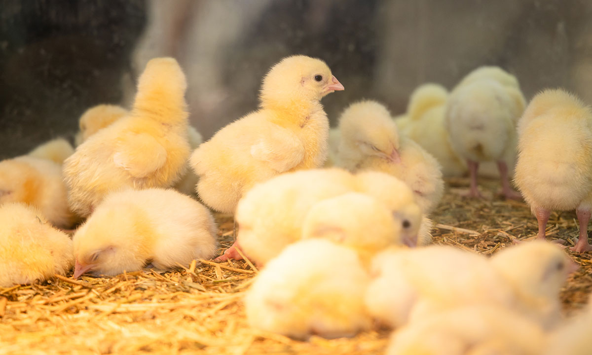 Young chicks standing on straw