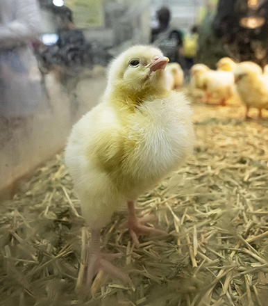 A yellow chick standing on straw in a pen, with more chicks visible in the background.
