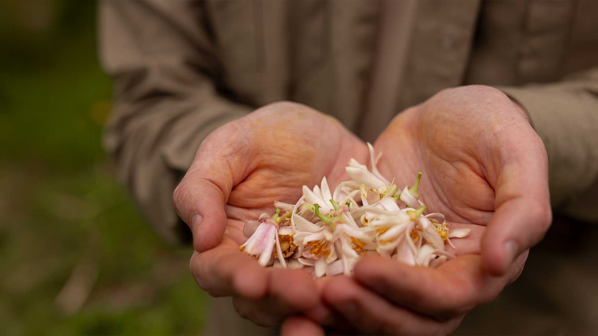 Marionette additional image