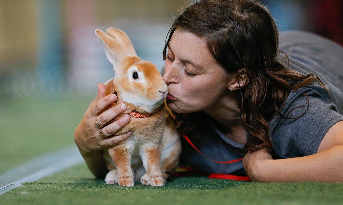 An exhibitor kisses their orange mini rex rabbit, wrapped in a red leash, in the Pet Pavilion at the Sydney Royal Rabbit Show.