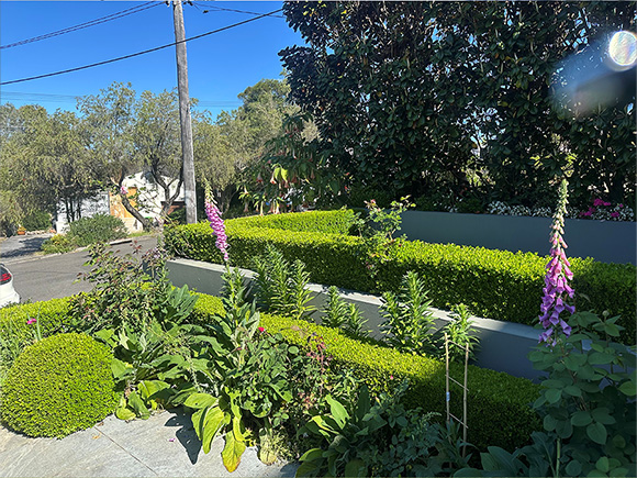 A neatly landscaped home garden with tiered hedges and flowering plants, competing for the Sydney Spring Garden Competition.