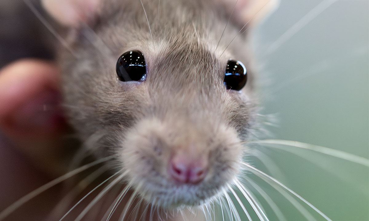 Close-up of a fancy rat with grey fur, black eyes and long whiskers at the Sydney Royal Rat & Mouse Show.