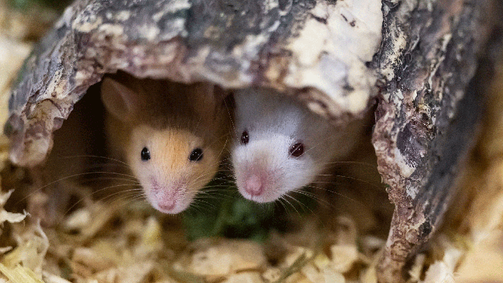 Two mice peeking from a log hideout in the Sydney Royal Rat & Mouse Show.