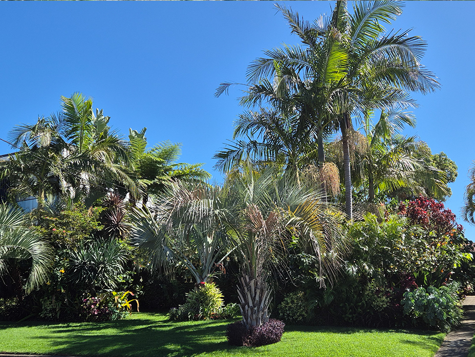 Lush tropical-style spring garden with layers of palm trees and vibrant greenery, creating a resort-like atmosphere under a clear blue sky.