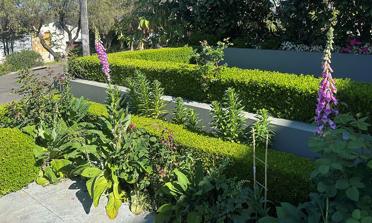 A front yard garden adorned with box hedges, assorted green foliage and foxgloves, a finalist of the Sydney Spring Garden Competition.