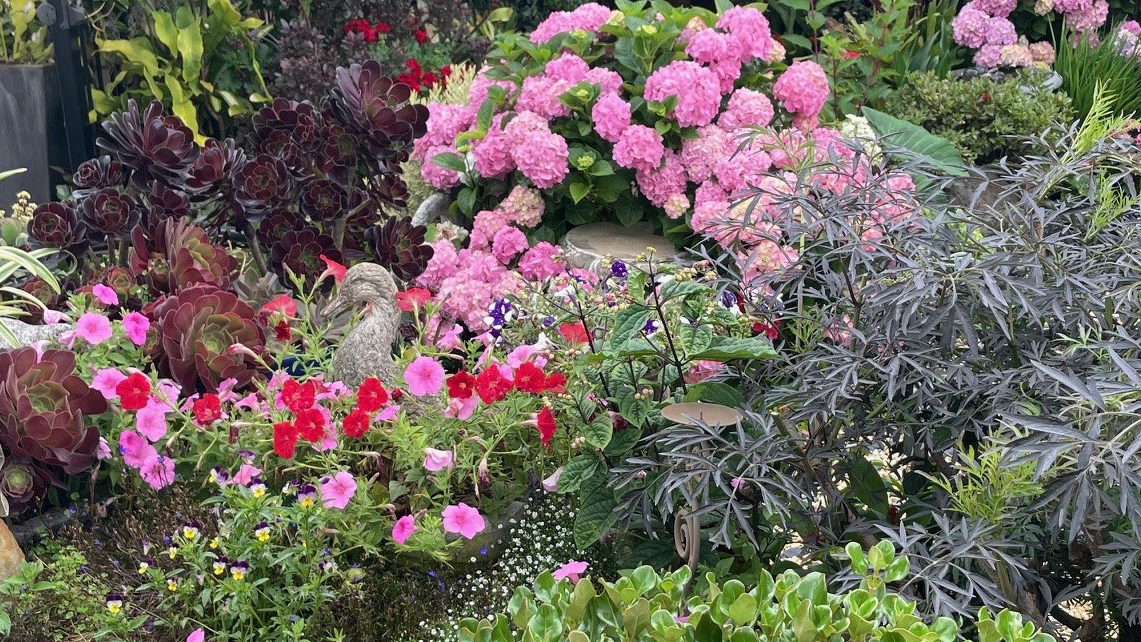 Bright floral garden display with pink hydrangeas and mixed plants at the Sydney Sydney Spring Garden Competition.