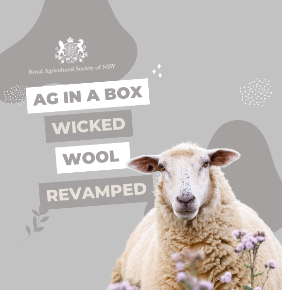 A sheep on a gray background in front of text reading ‘Ag in a Box – Wicked Wool Revamped’, with the Royal Agricultural Society of NSW logo.