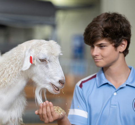 A student in a light blue shirt feeding a white goat from their hand inside a barn.