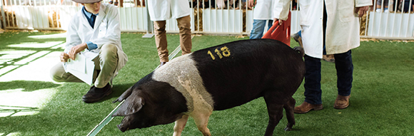 Commercial Pig Competition introduced