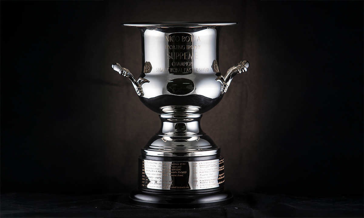 Silver twin handled wine cooler, with leaf embossed handles, raised on a black base. First awarded in 2000.