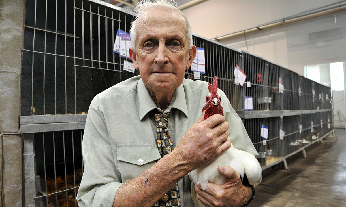 Silver rosebowl with hand chased images of an Australian Langshan and White Wyandotte. First awarded in 2019.