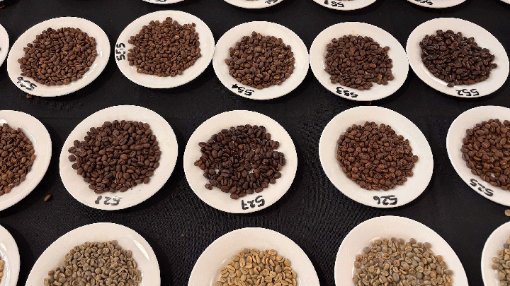 Plates of roasted and green coffee beans displayed for judging at Sydney Royal Fine Food Awards.