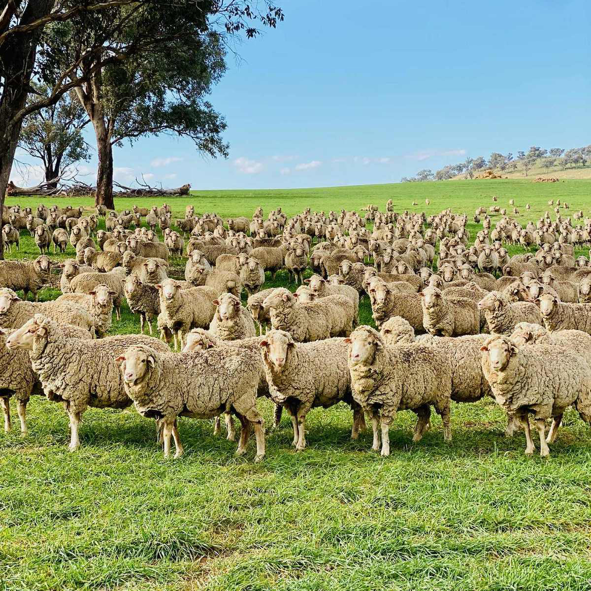 A large flock of sheep grazing on green pasture under a blue sky with trees in the background.