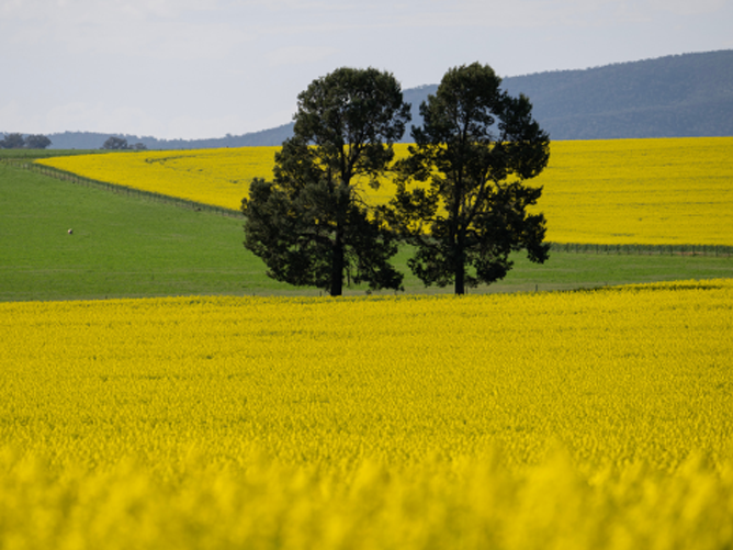 Two tall trees stand in the middle of a bright yellow canola field with green hills beyond.