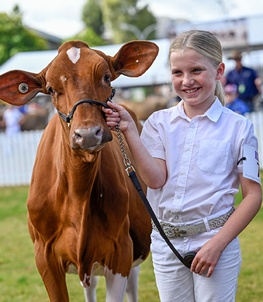 A young girl handling her brown dairy cattle with a harness at the Sydney Royal Easter Show's Cattle Judging Lawn.