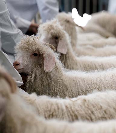 A row of white Angora goats standing in front of judges at the Sydney Royal Easter Show.