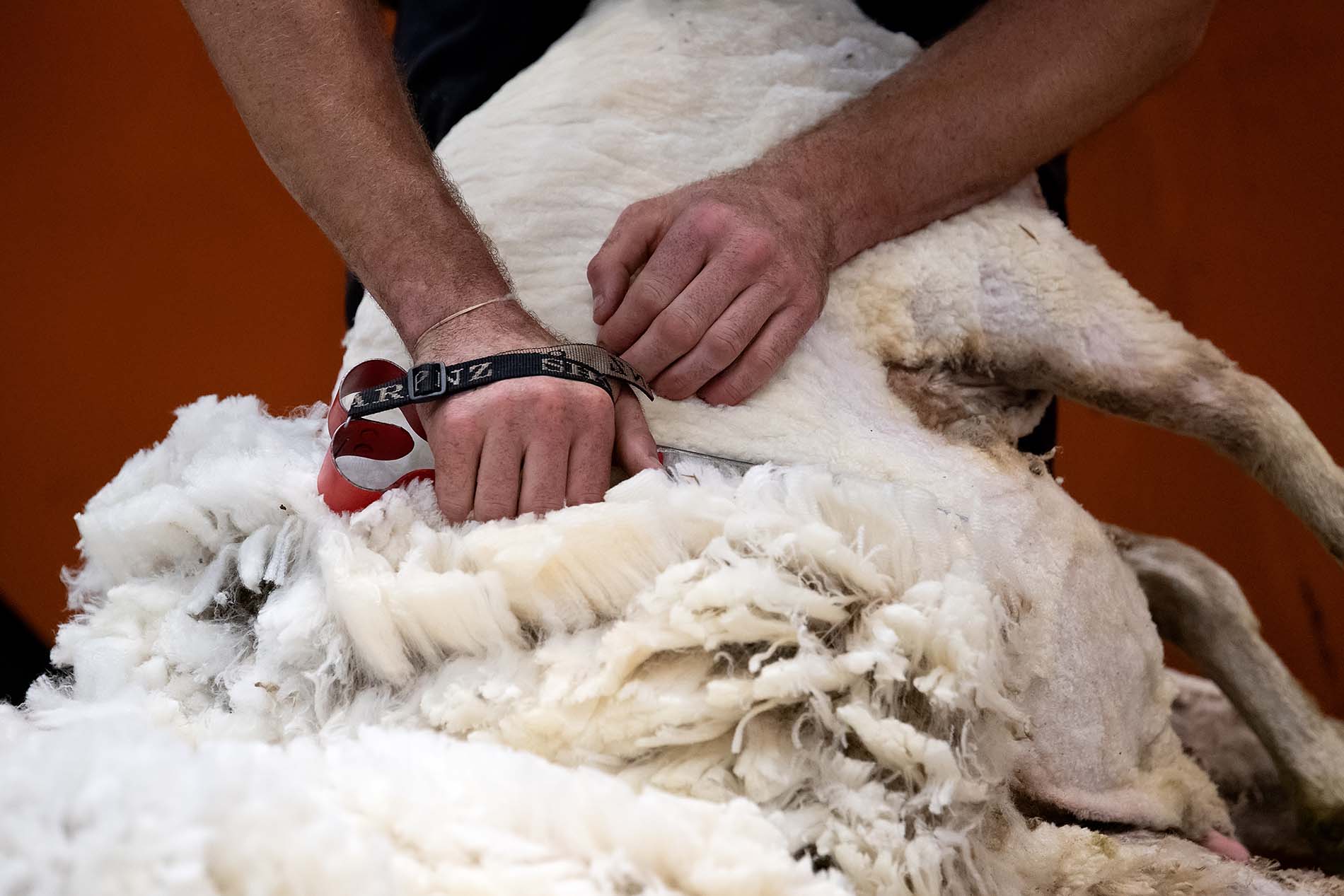 A yarn with Andrew Murray, young exhibitor and shearer